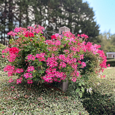 Hanging baskets outside Small Dole Village Hall